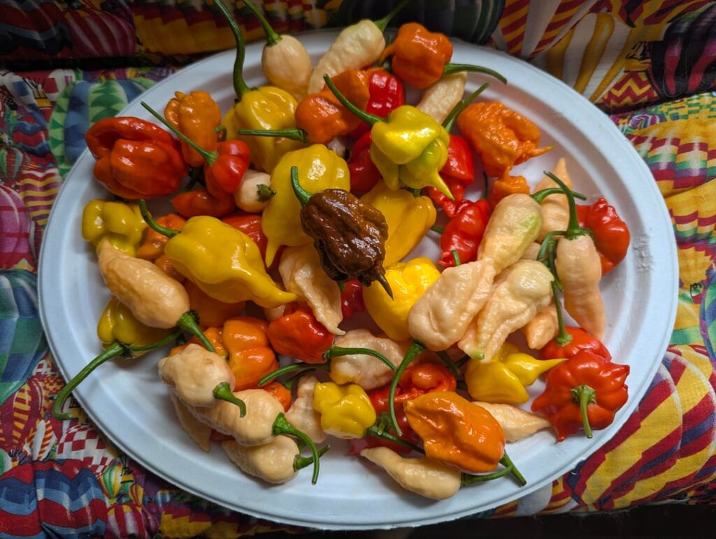 I finally got a Chocolate Reaper! I finally got a Chocolate Reaper!