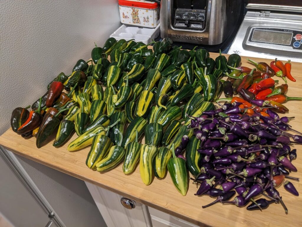 Harvest before the freeze