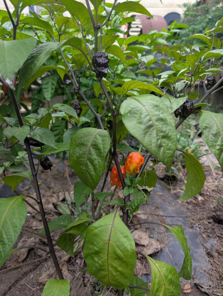 Unsure what I'm growing here..