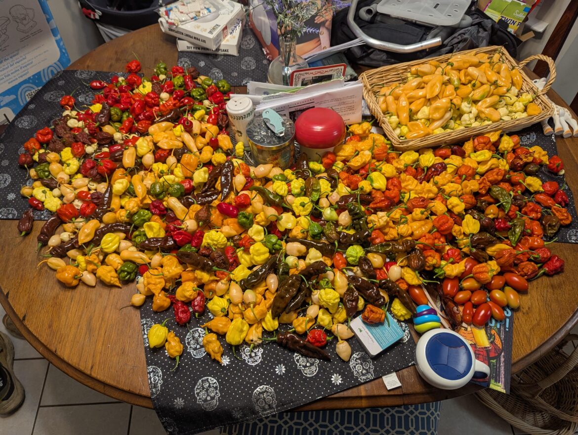 Yesterdays harvest