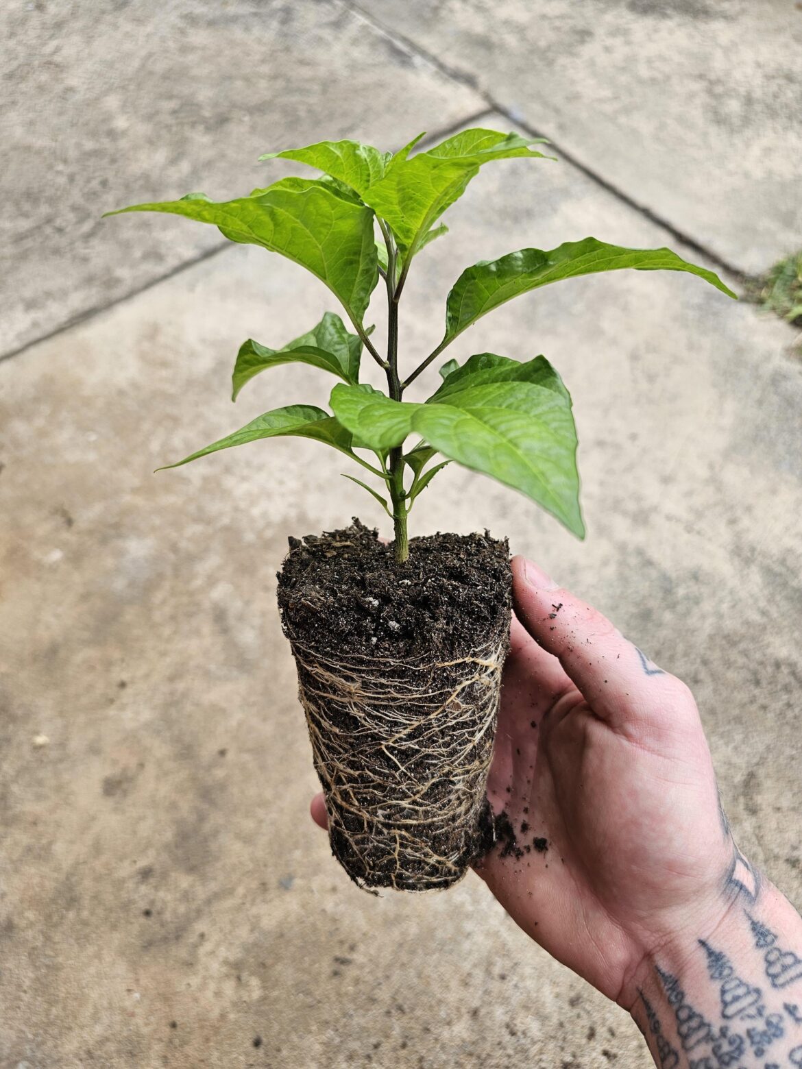 Who doesn't love a good root? 😂