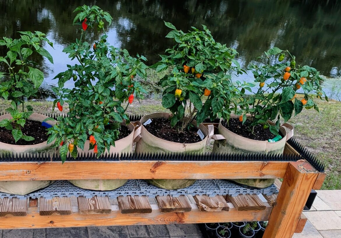 It's primetime in Florida