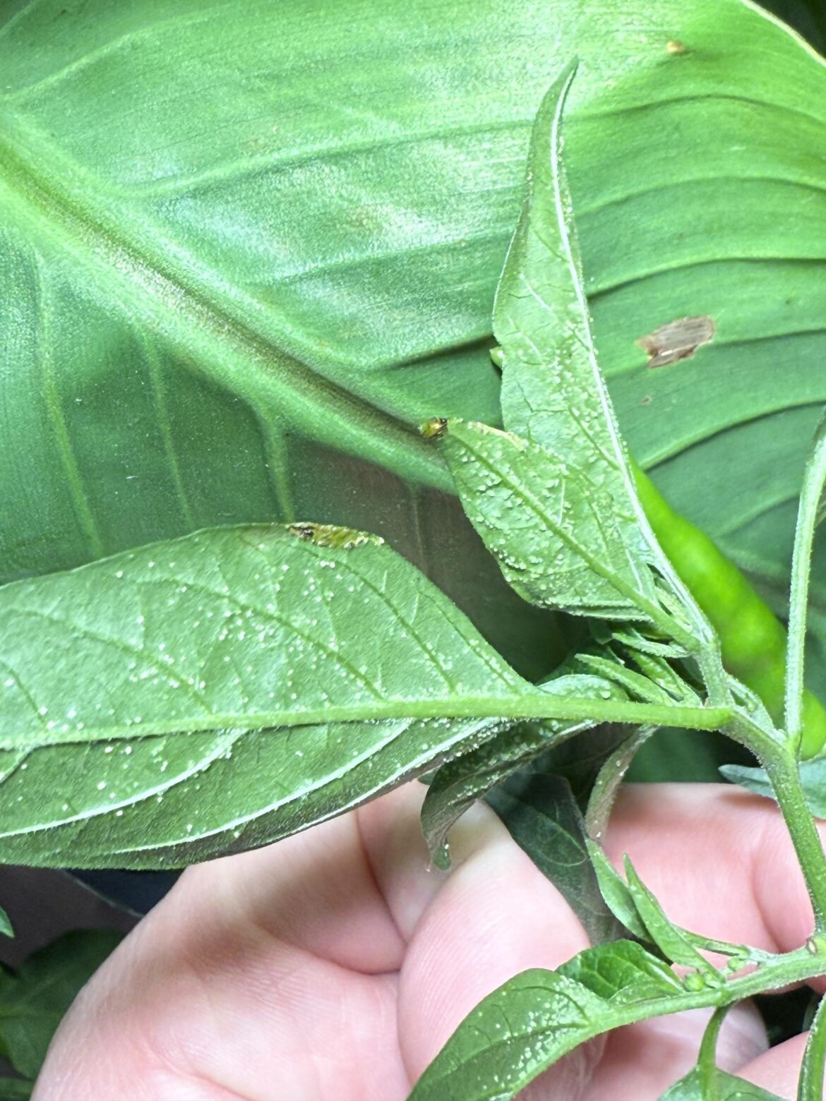 What’s this on my Thai pepper leaves?