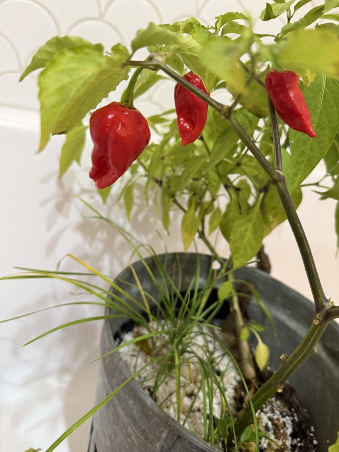 Please help identifying our pepper