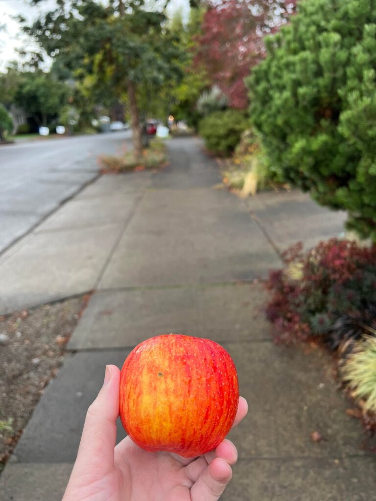Rainy fall day in Portland, I stole some apples from a tree and made apple strudel 🙌