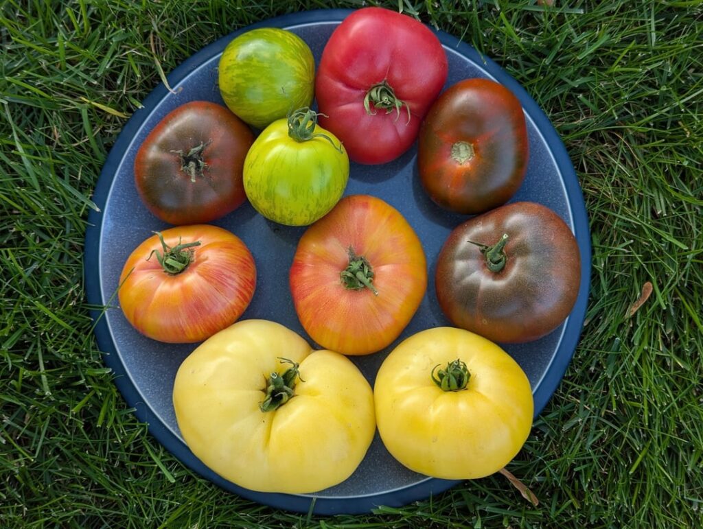 Fresh home garden heirloom tomatoes👍, including Pink Brandywine, Copia, Green Zebra, Black From Tula, True Black Brandywine & Great White varieties
