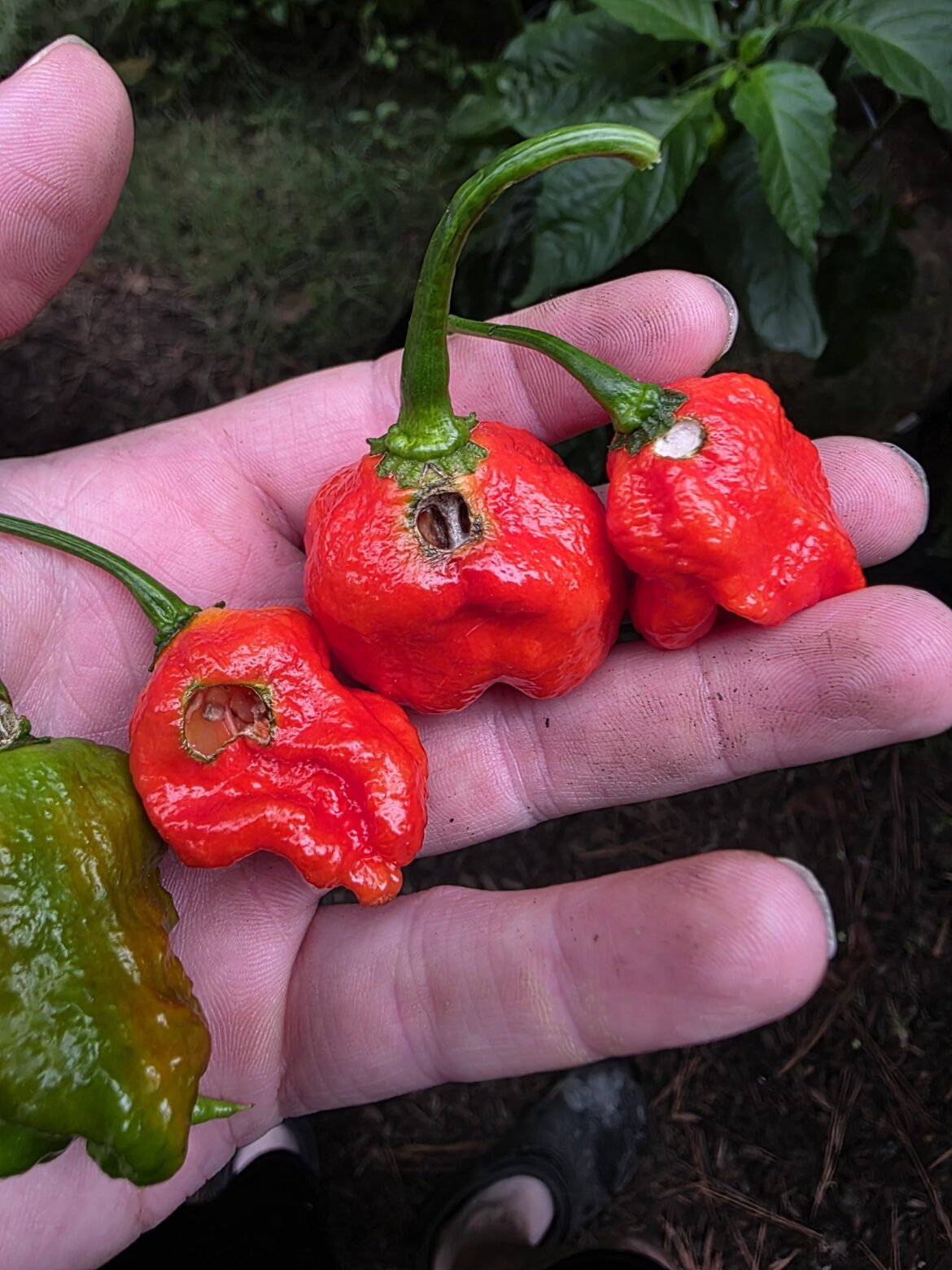 Bug damage or something else? Bug damage or something else?