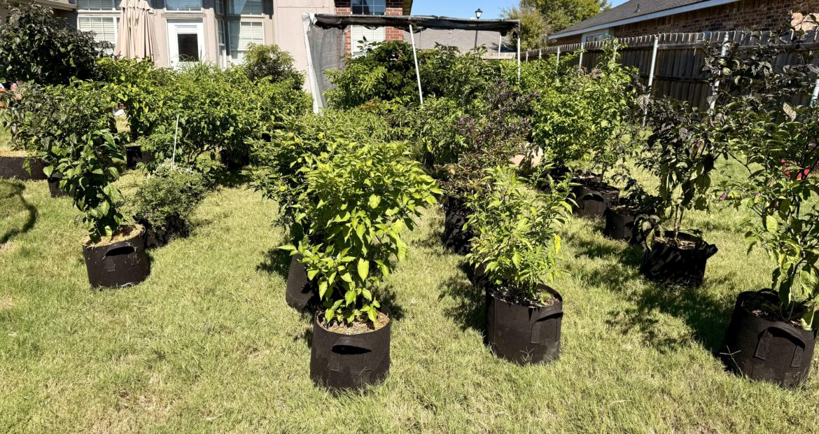 It’s a spicy life for me