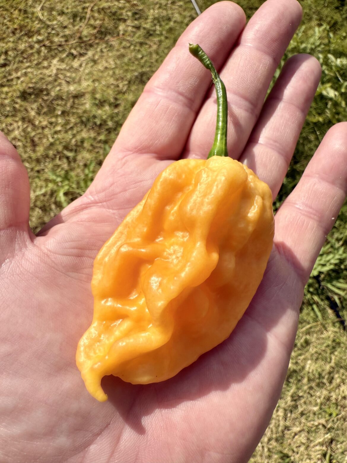 Stuffable Ghost Peppers?