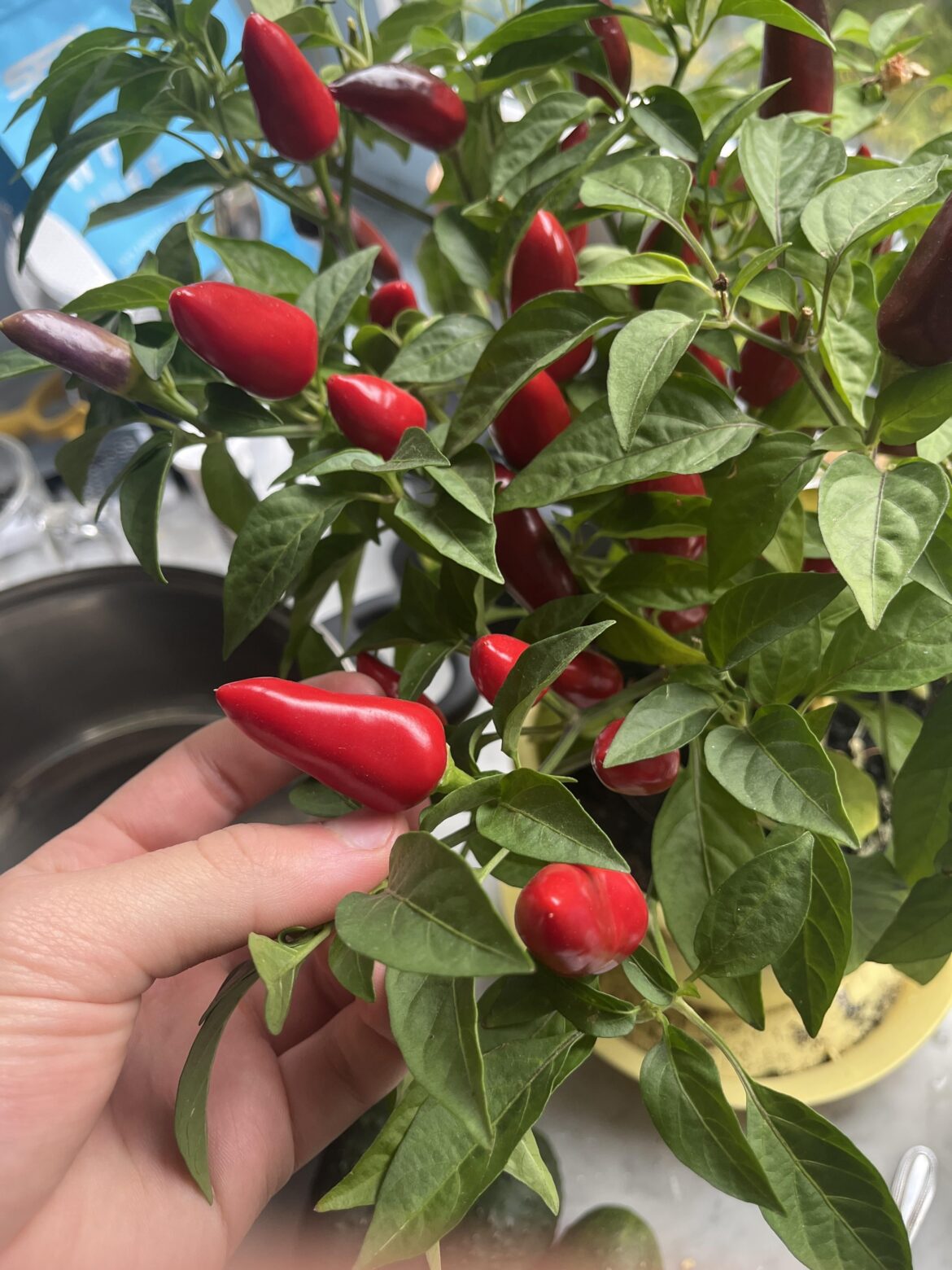 Might be a stupid question, but what peppers are these?