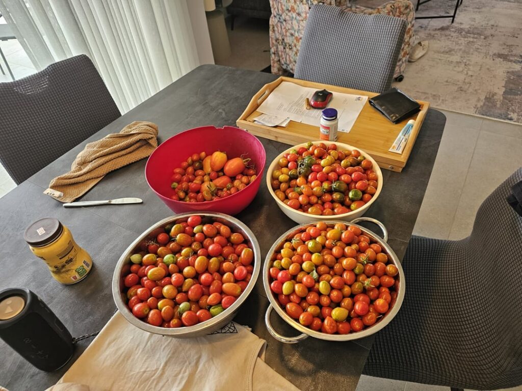 Bush is reaching its end but still gives tons of fruits 🍅 any suggestions of how to preserve it?