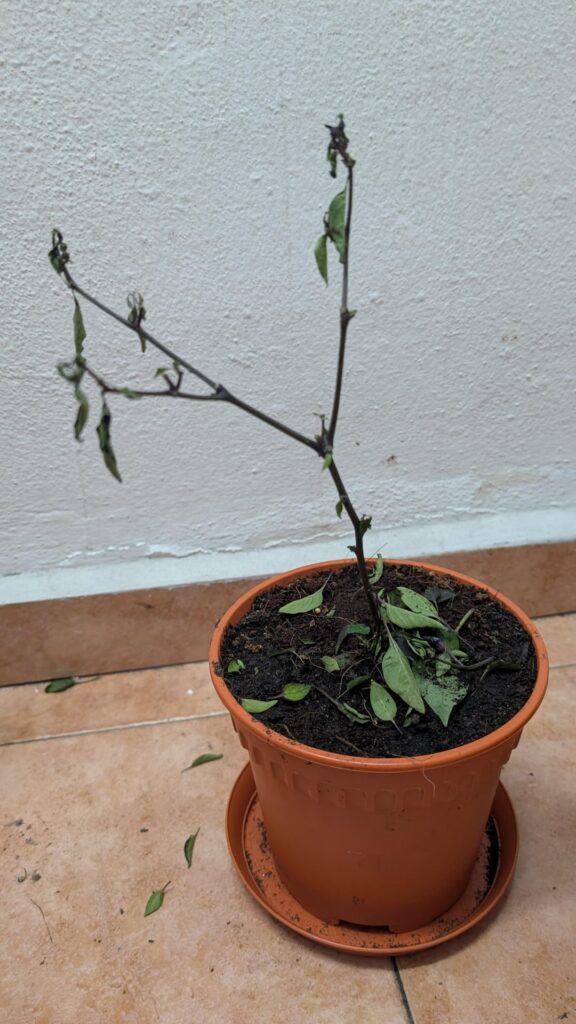 Three days after repotting. Is it dead?