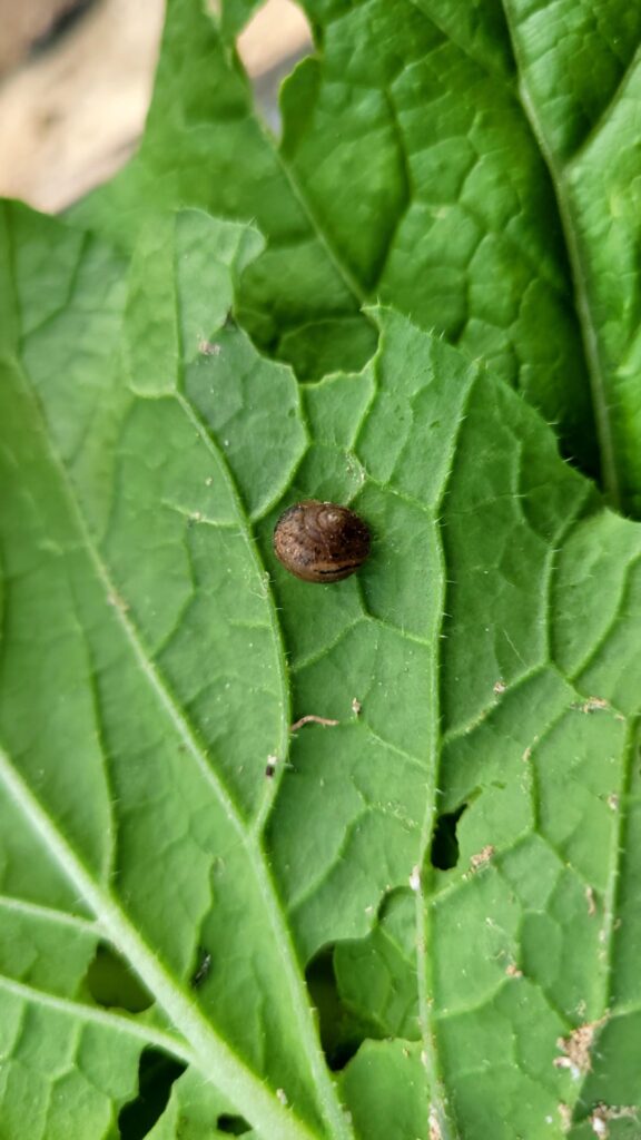 The snails are eating all the cabbages I grow, T. T How can I get rid of the snail?