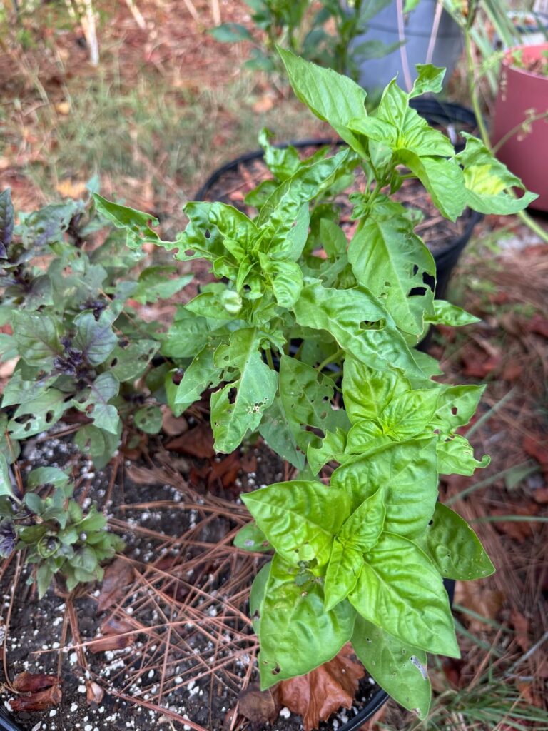 Help plsssss. Not sure what’s eating up my garden.