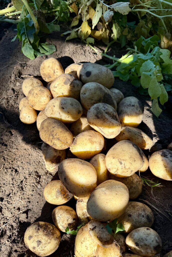 First time gardener- harvested my potatoes today
