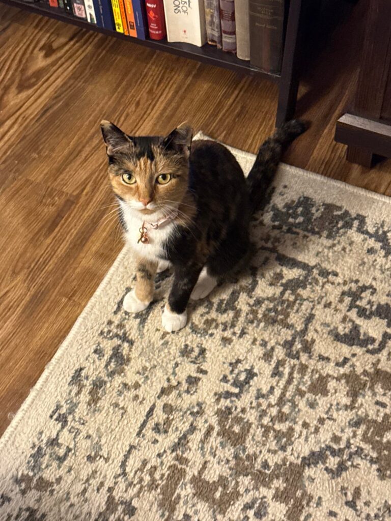 Update to my cat eating my loaf