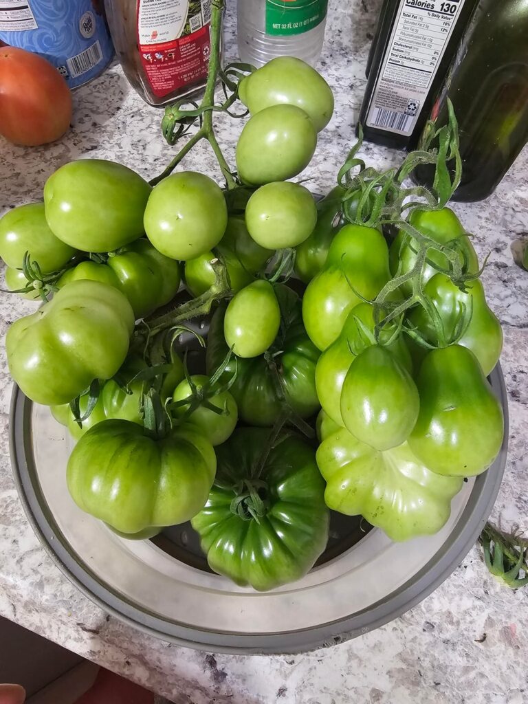 Pickings before tonight's frost. So sad