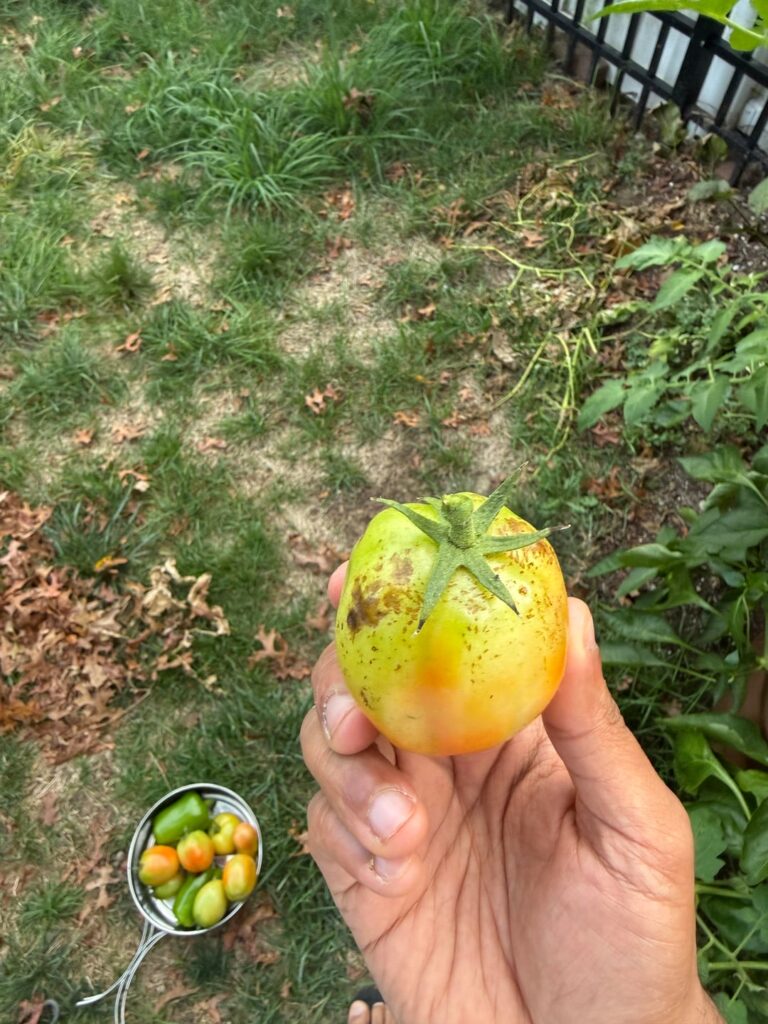 Help! Problem with tomatoes harvested in late September/October