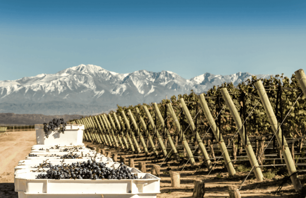 From Old-School To Cool: the evolution of Argentinian Malbec and the future of Argentinian wines From Old-School To Cool: the evolution of Argentinian Malbec and the future of Argentinian wines