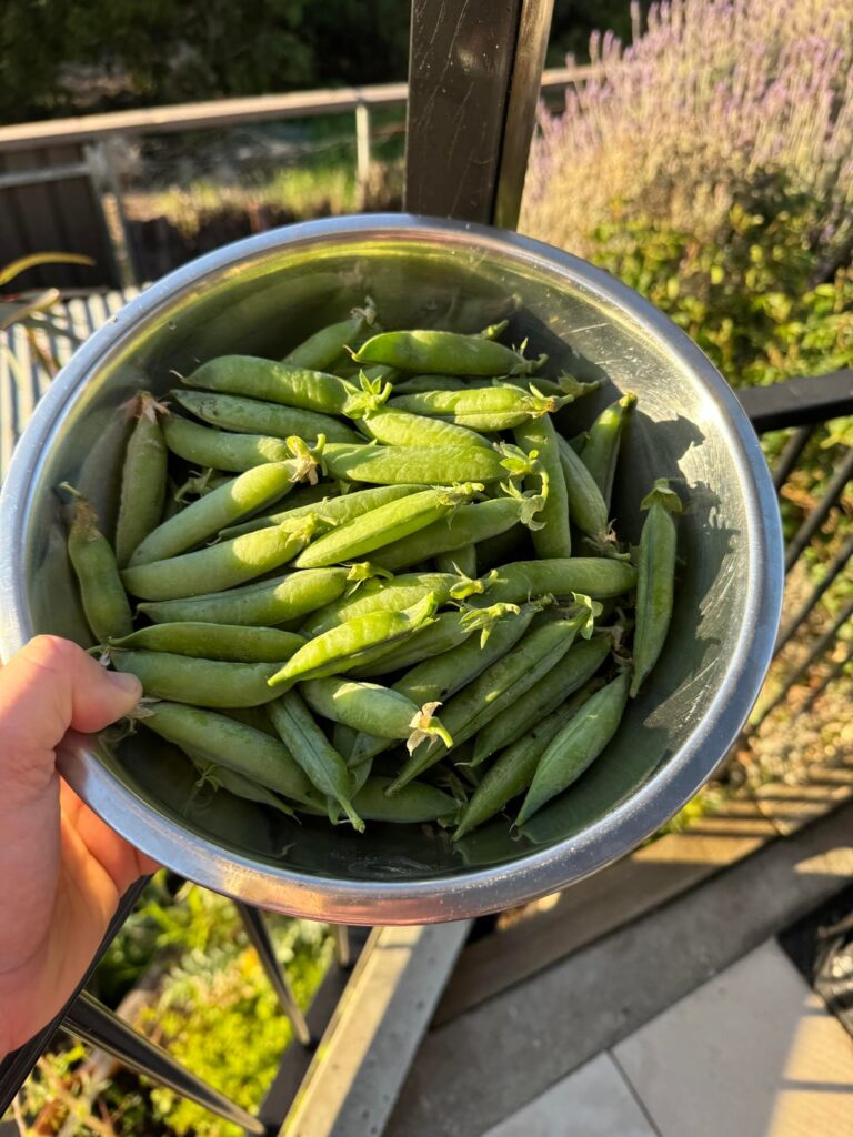 First crop peas 🥰😋😋