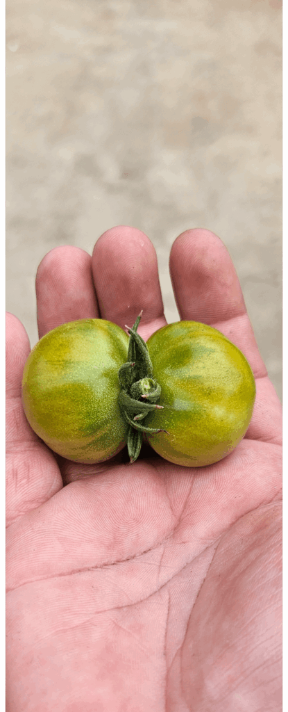 Normally I dont grow tomatoes is this potentially a problem or just a freak thing?