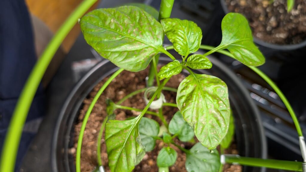 What's going on with my pepper?