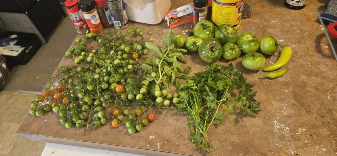 So what do I do with all of these unripe tomatoes?