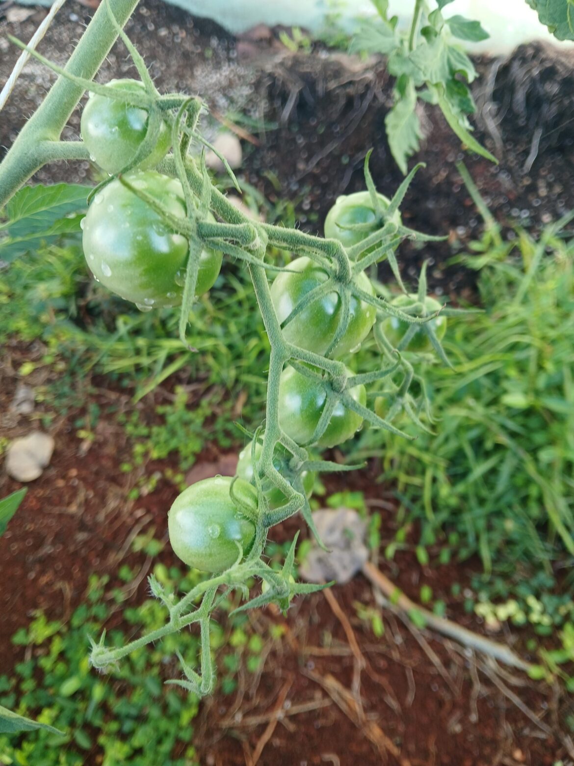 Third time was the charm for black cherry tomatoes Third time was the charm for black cherry tomatoes