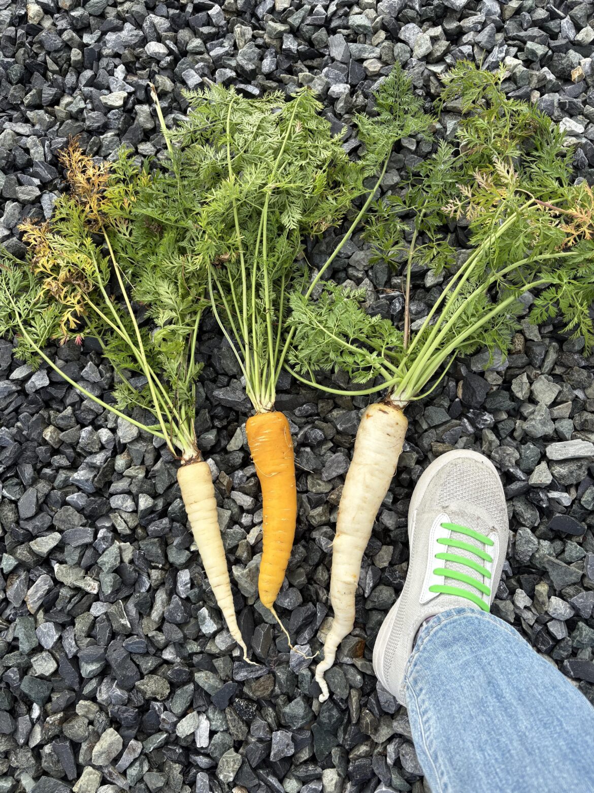 They grow well & taste the same, but just don’t wow me