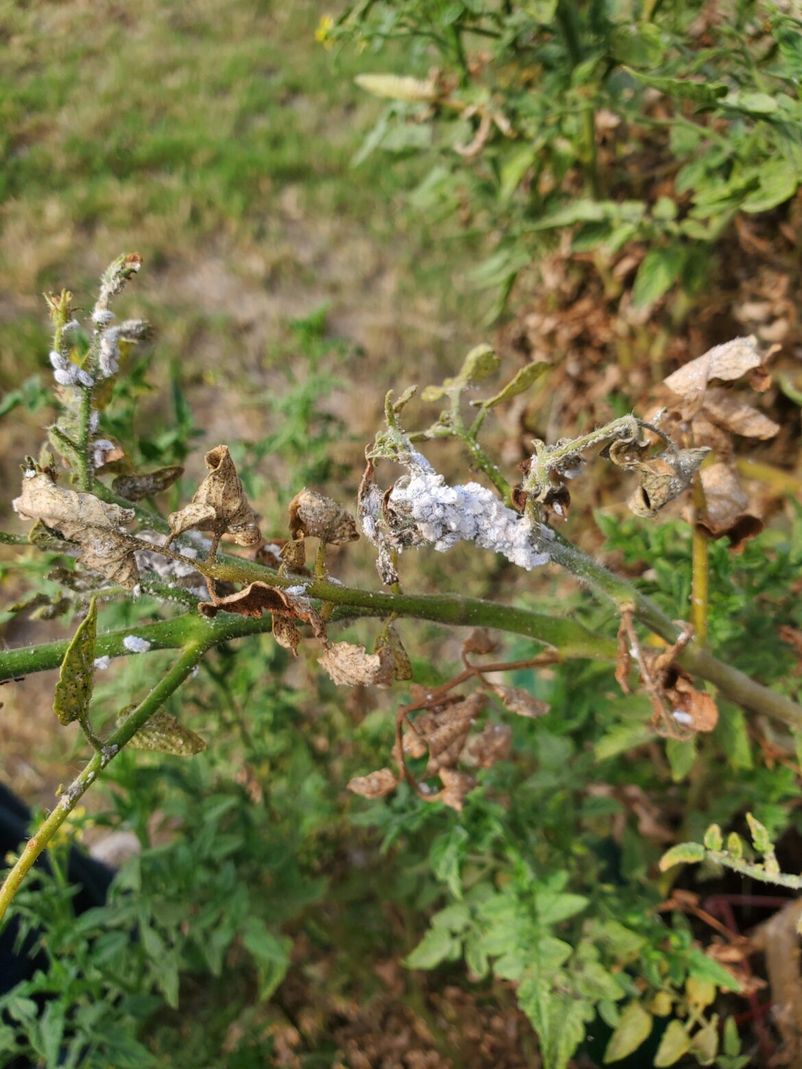Need help identifying white substance on cherry tomato plant
