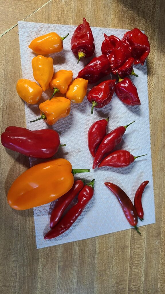 My 1st batch! My 1st batch!