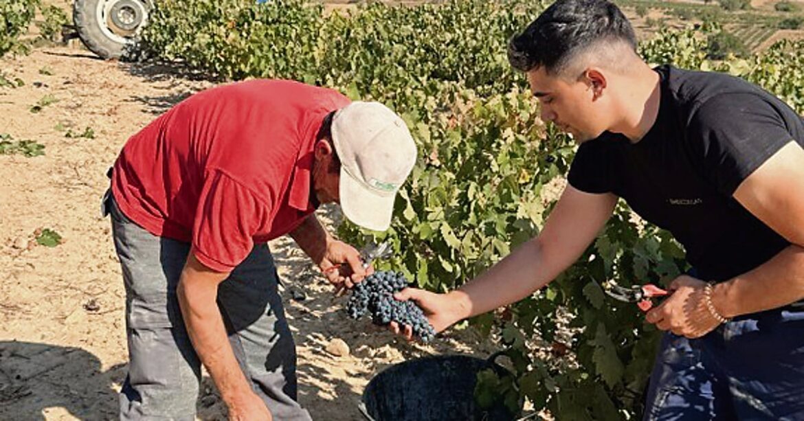 The last artisanal winery of Valladolid
