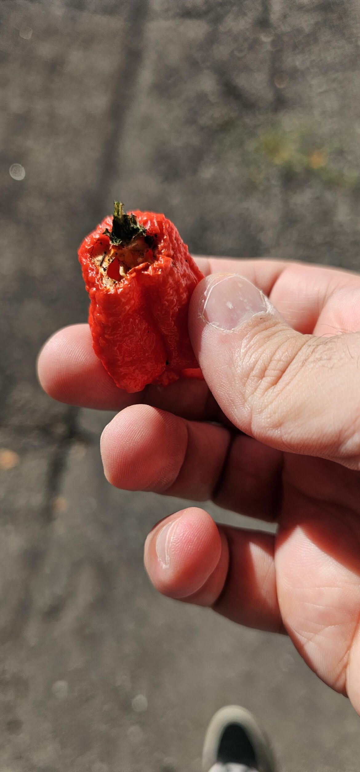 Do squirrels like to eat Carolina Reapers?