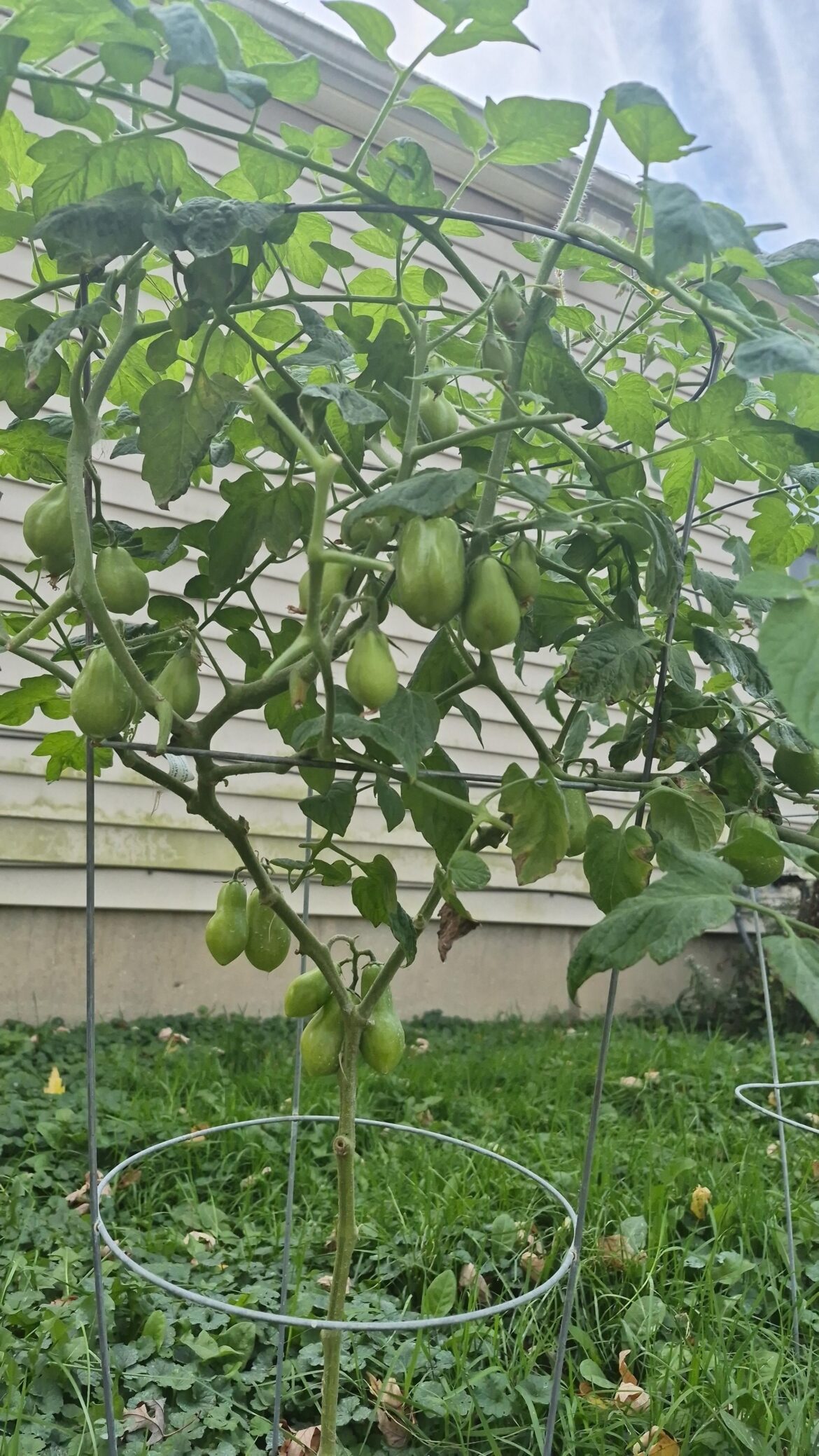 Tomatoes still growing with cold weather coming Tomatoes still growing with cold weather coming
