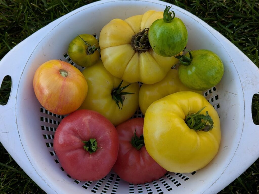 Fresh picked home garden tomatoes (Great White, Green Zebra, Copia, Isopolin & Ferris Wheel)