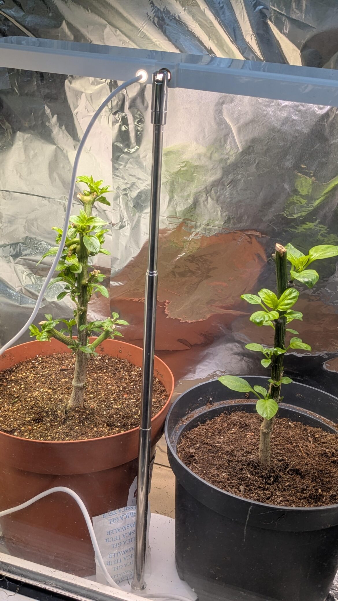 Overwintering with supplemental light this year, wish me luck