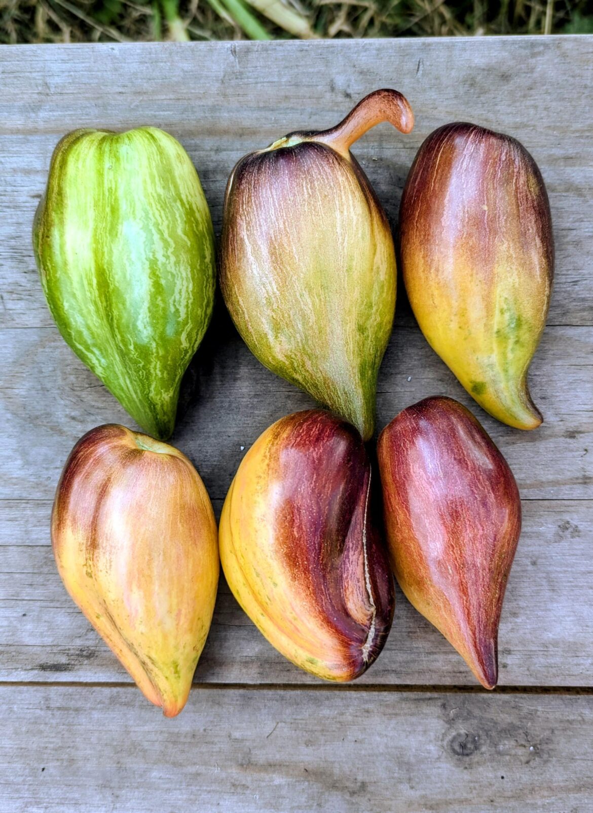 Sofia's sweet caramel