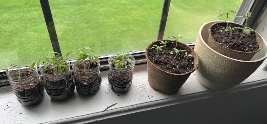 Late start to some Roma tomatoes. Also a first-timer at this, learning as I go.