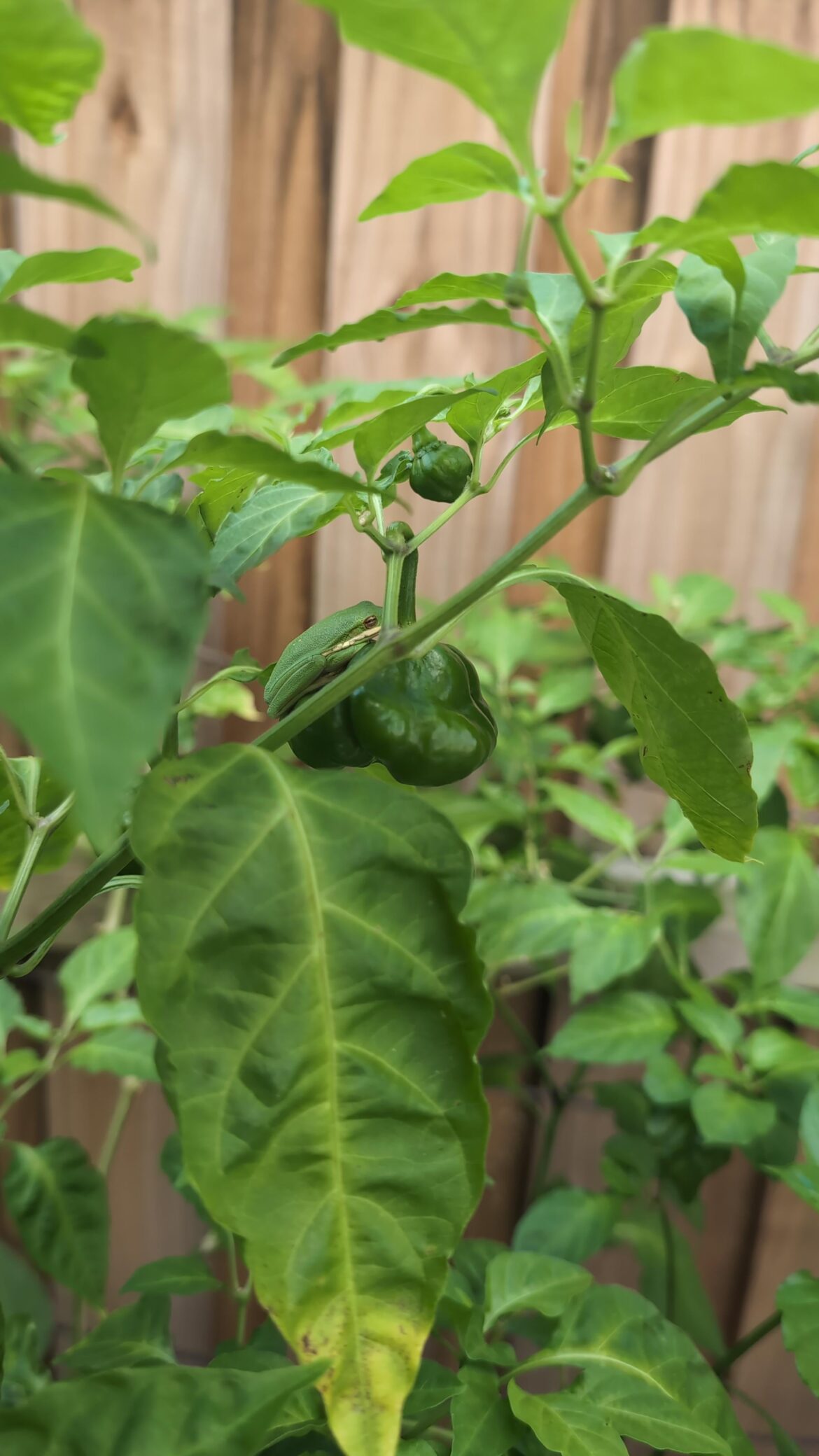 I'm waiting for the fruits too buddy