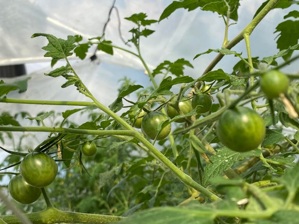 The end of my great tomato famine of 2025 is nigh The end of my great tomato famine of 2025 is nigh