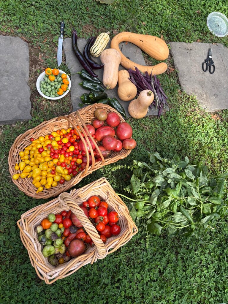 Last big harvest of the year