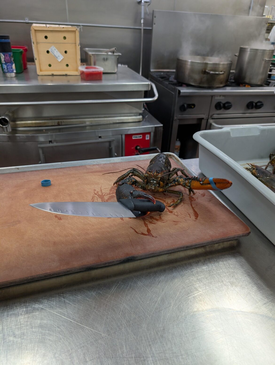 Help! They're starting the revolution!