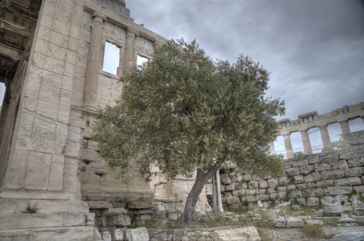 Olive tree on the Acropolis