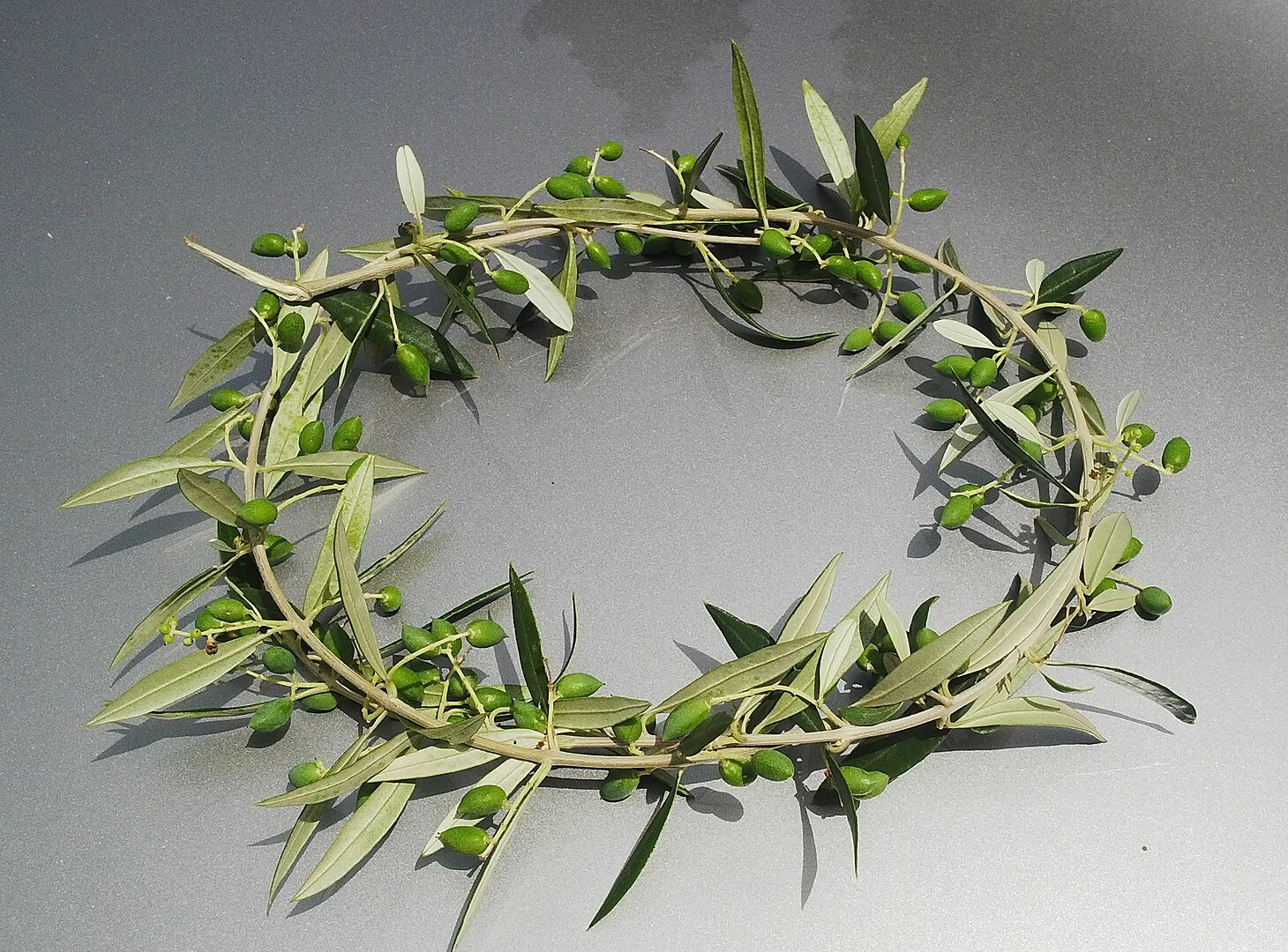 Olive wreaths, the prize for the winner at the Ancient Olympic Games
