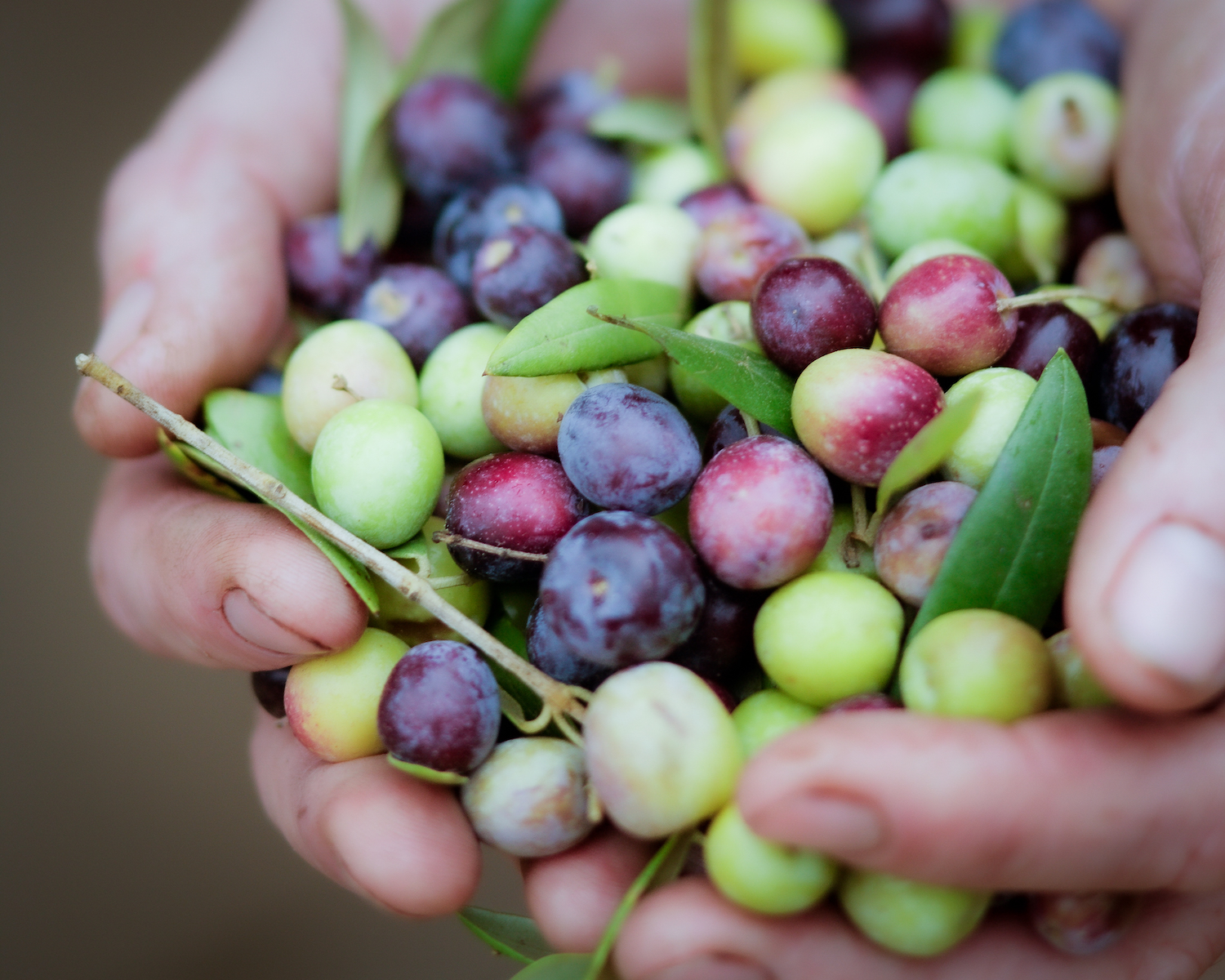 Olives from Durant Olive Mill.