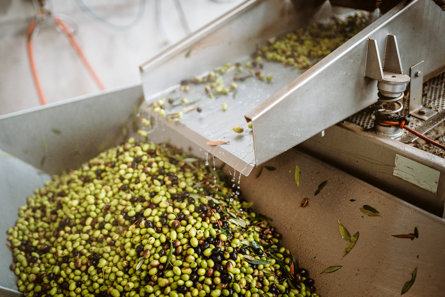 Olives milling at Durant Olive Mill. 