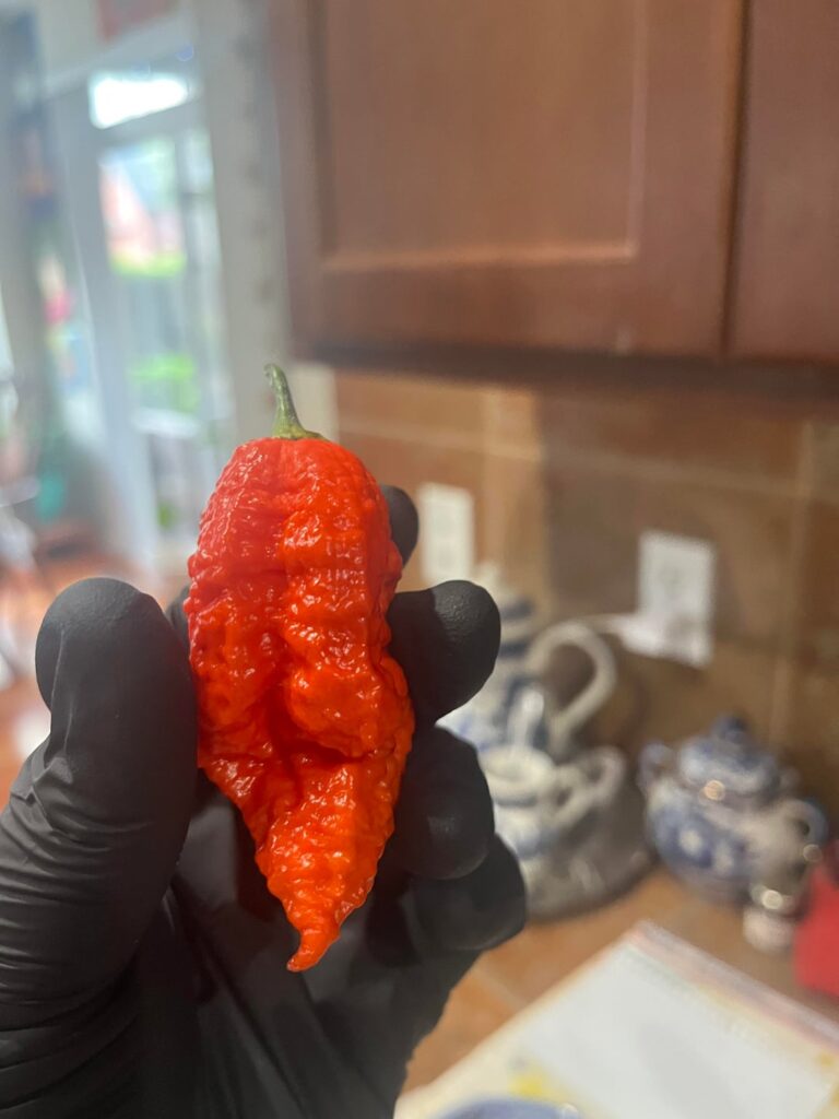 7-Pot Brainstrain and Chocolate Ghostly Reaper pods