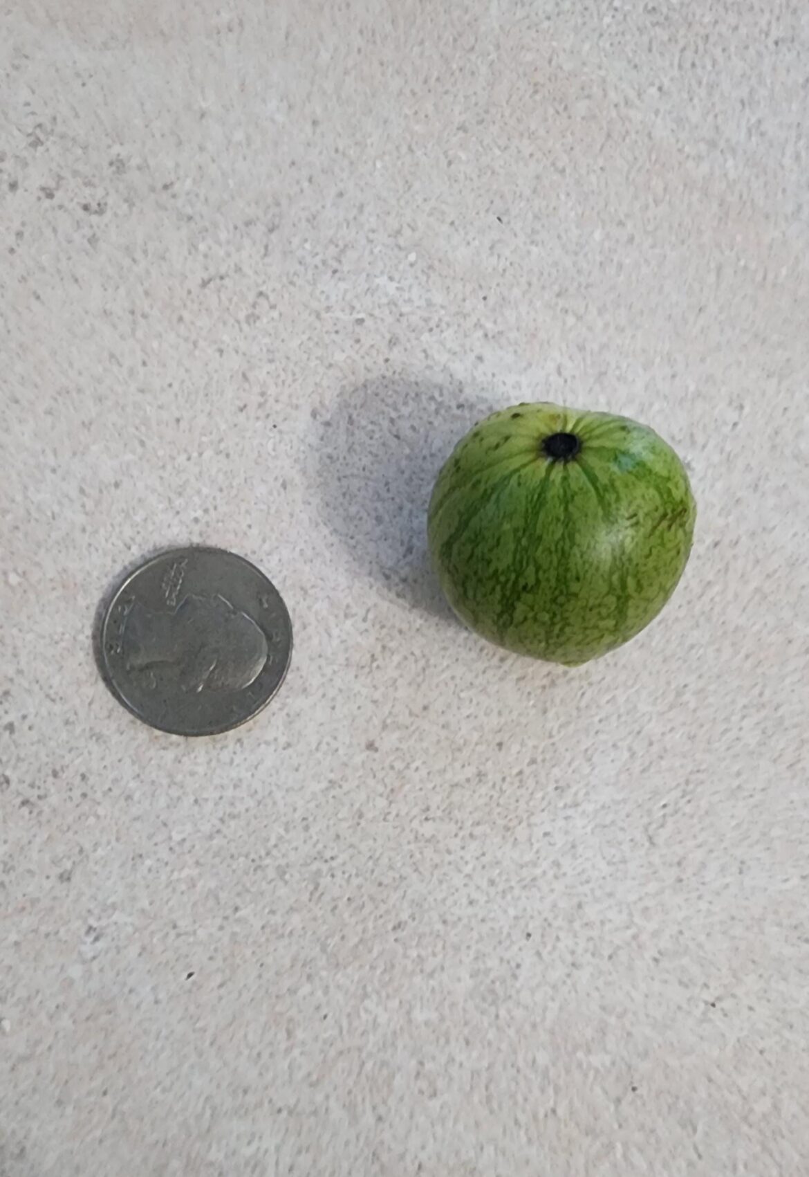 Harvested our first watermelon today!!😁😆