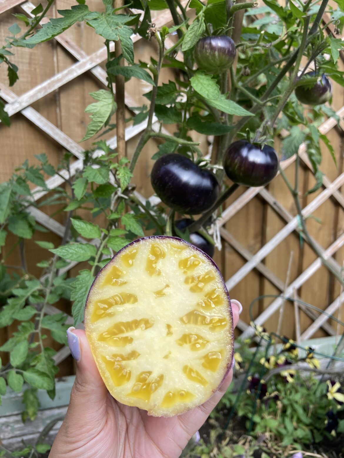 Sart Roloise cross section