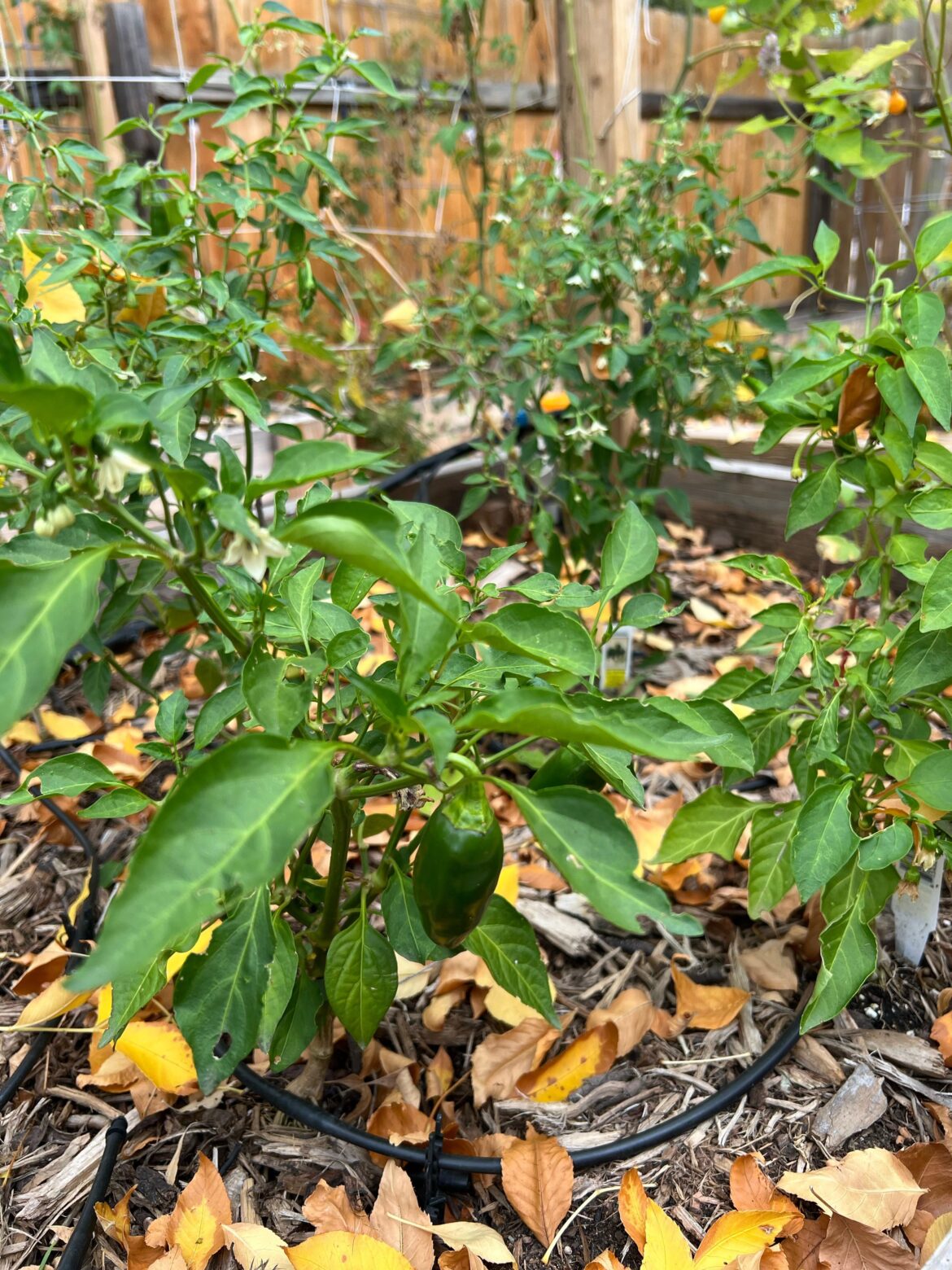 Overwintering peppers?